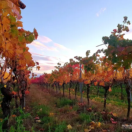 Herzlich Inmitten Der Weinreben *
