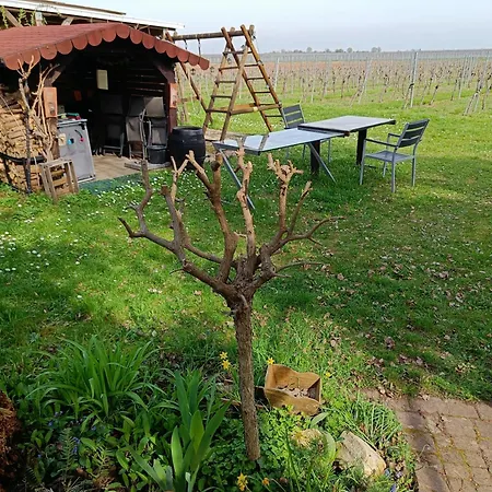 Apartman Herzlich Inmitten Der Weinreben Gonnheim