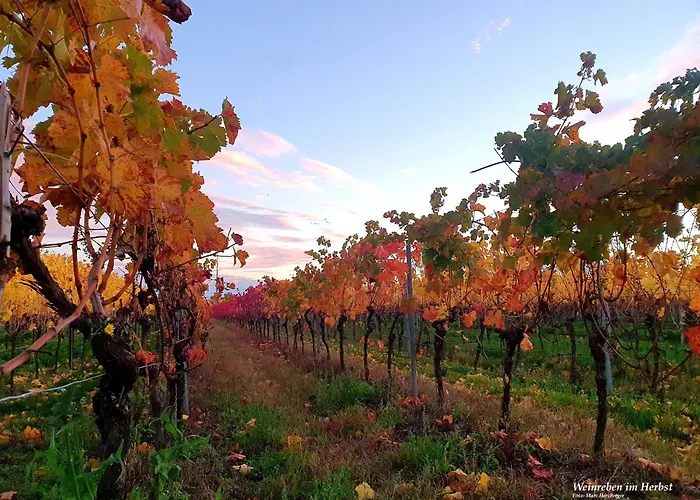 Herzlich Inmitten Der Weinreben *