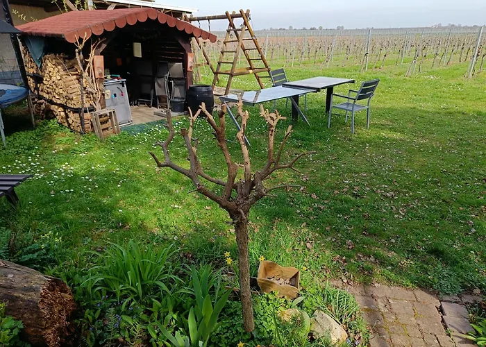 公寓 Herzlich Inmitten Der Weinreben Gonnheim